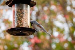 How to Build an Affordable Smart Bird Feeder Camera for Your Backyard