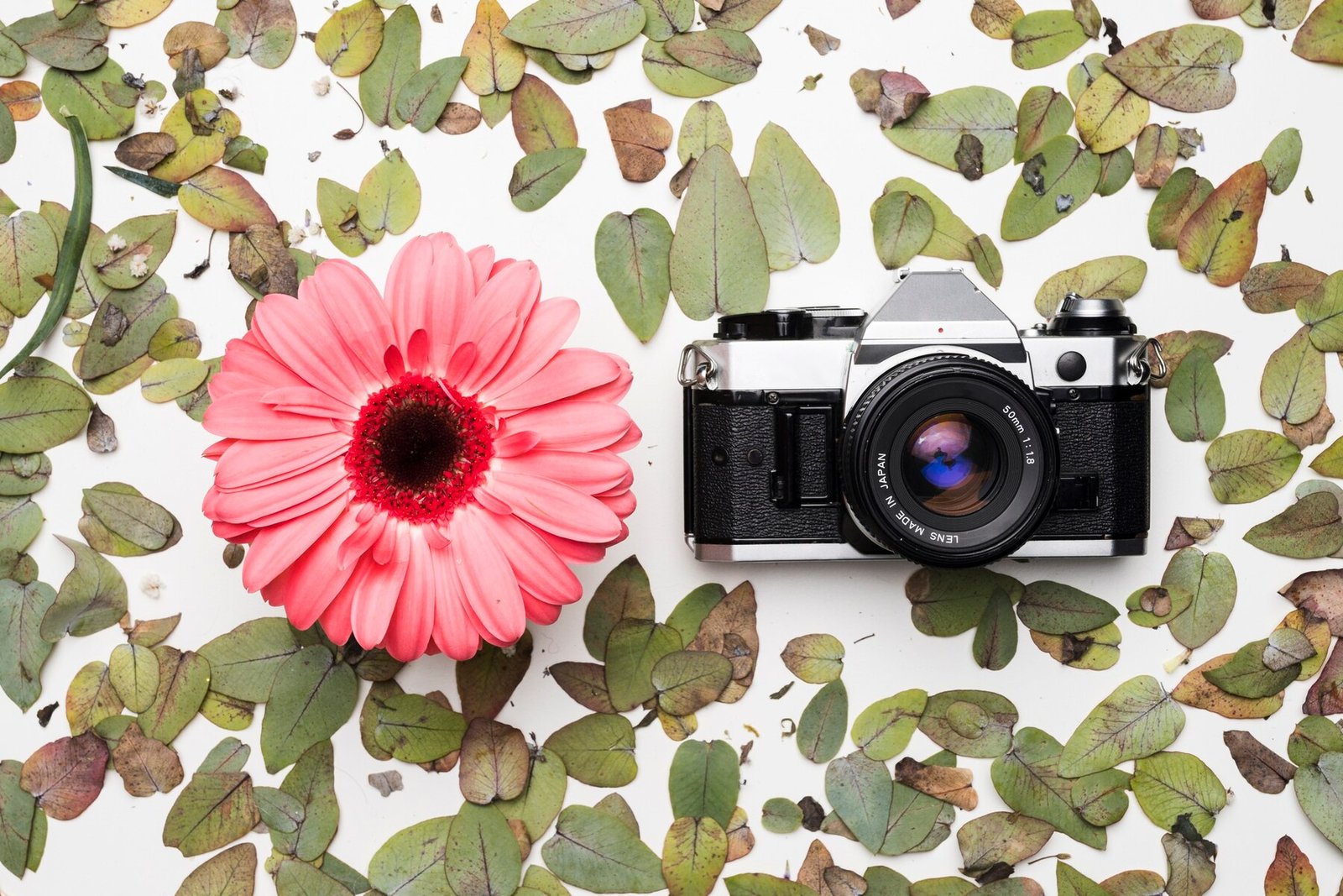 How to Take Unique and Creative Flower Photos Like a Pro
